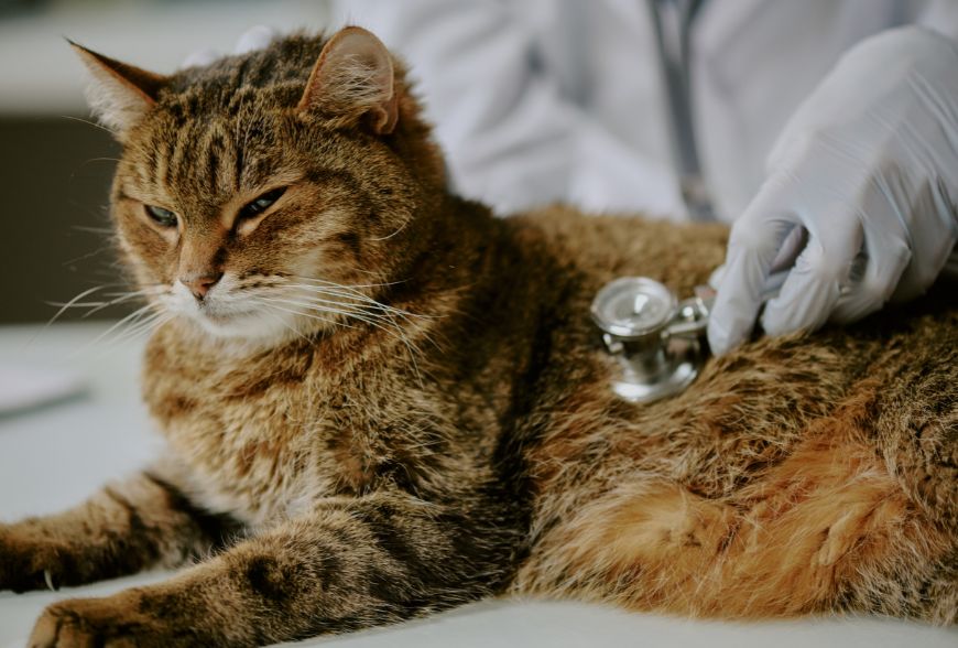 Farmacia veterinaria: Guía práctica para la salud de tu mascota